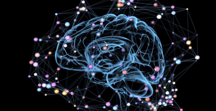 brain