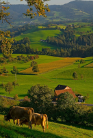 horses grazing in a field